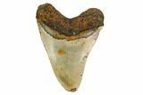 Fossil Megalodon Tooth - North Carolina #164817-2